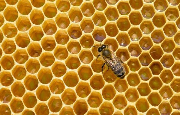 BeeBio, Bees,  Manuka Honey, natural skincare, Embrayce Beauty & MediSpa, Blog, Christchurch, beauty news